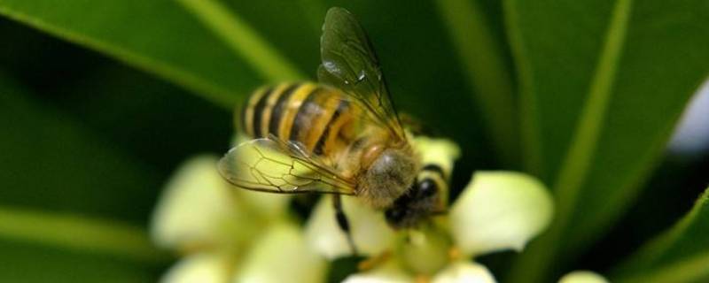 蜜蜂采桂花的花蜜吗（桂花有没有蜜蜂采集）