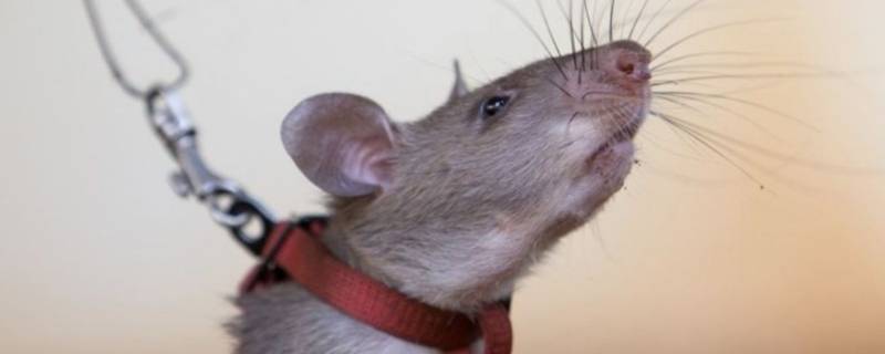 老鼠用什么辨别气味（老鼠最怕这5种气味）