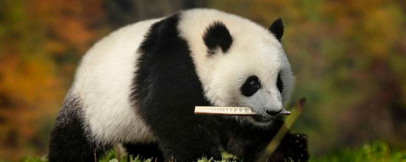 大熊猫寿命一般是多少岁（大熊猫寿命一般是多少年）