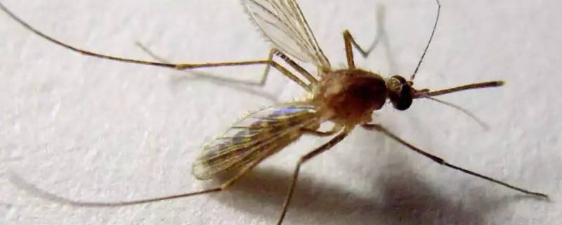 蚊子是益虫还是害虫 蚊子是益虫还是害虫?请说明理由