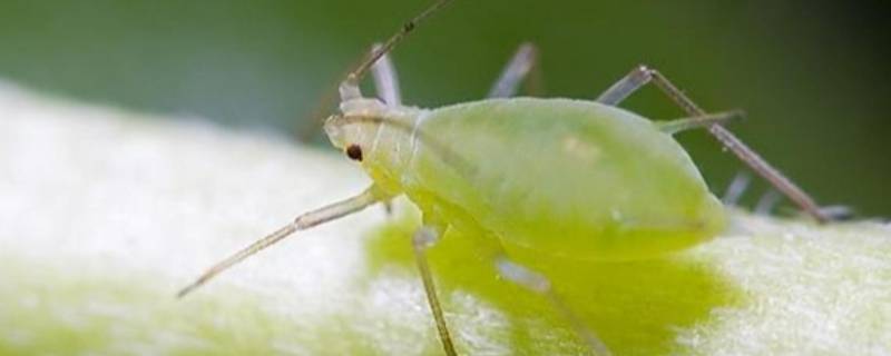 哪种蚜虫对人类很有益处 哪种蚜虫对人类有帮助