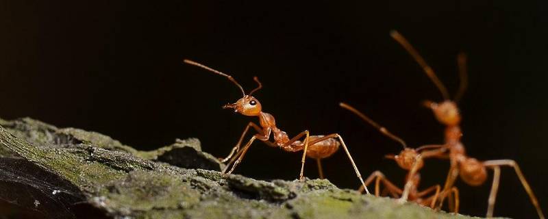 红蚂蚁怎么能除掉 怎么彻底清除红蚂蚁