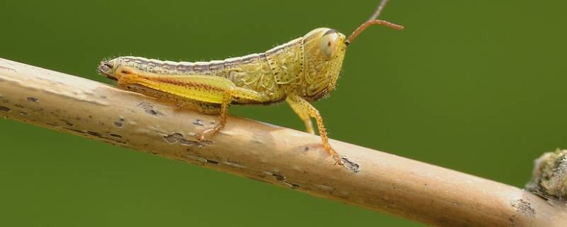 蝗虫的变态发育属于什么而菜粉蝶的发育 蝗虫的变态发育属于什么