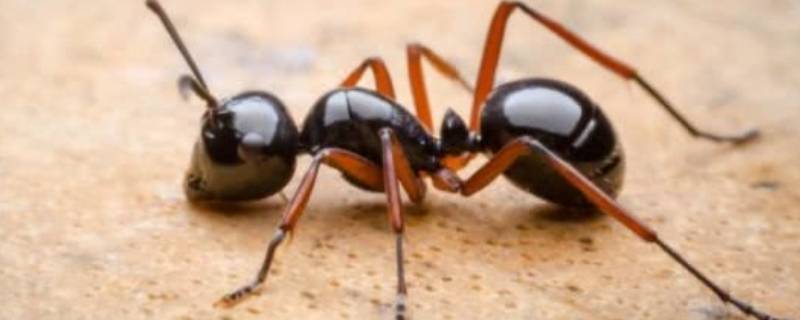 蚂蚁怎么能彻底消灭 家里有飞蚂蚁怎么能彻底消灭