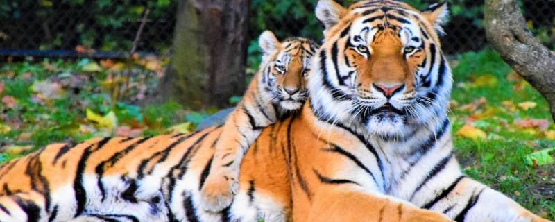 老虎的力量有多大 一只老虎的力量有多大