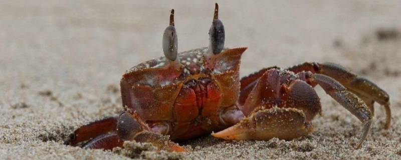 螃蟹可不可以永久在水下呼吸 螃蟹水陆都能呼吸吗