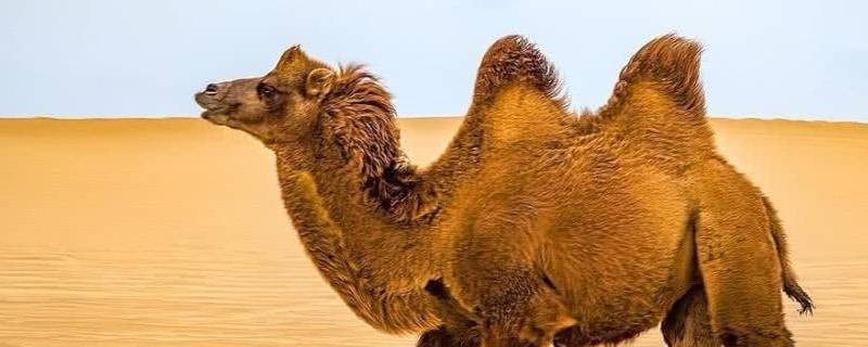 骆驼在沙漠不吃不喝能生存多久（骆驼在不吃不喝的情况下能活多久）