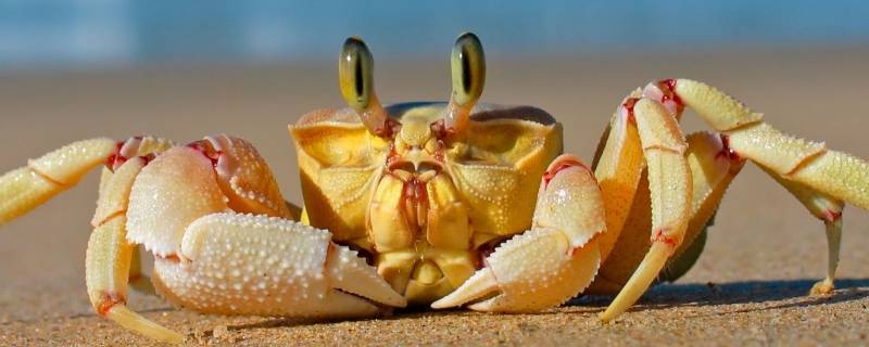 怎么吃螃蟹正确吃法（怎么吃螃蟹正确吃法不下手）