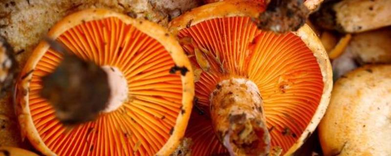 新鲜松树菌子怎么保存 新鲜松树菌怎么保存