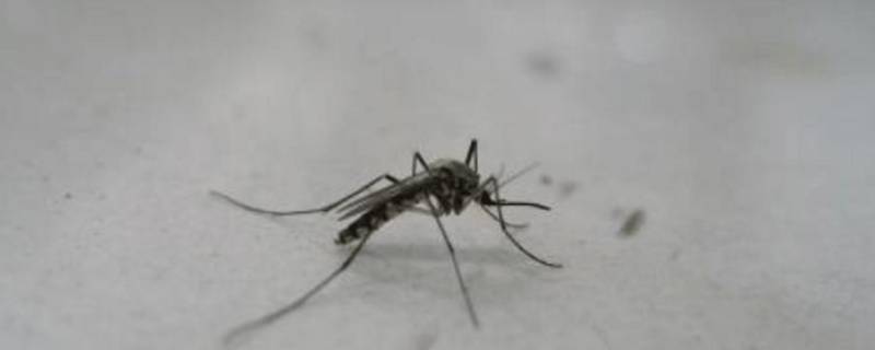 蚊子可以吃吗 稀饭里有蚊子可以吃吗
