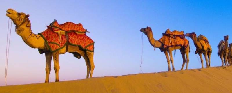 骆驼体重（骆驼体重大约多少吨）