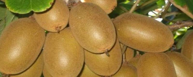 猕猴桃的品种 软枣猕猴桃的品种