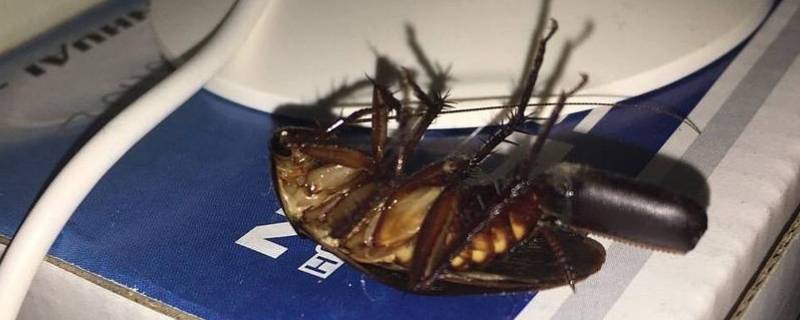厨房里的蟑螂怎样才能杀干净百度 厨房里的蟑螂怎样才能杀干净
