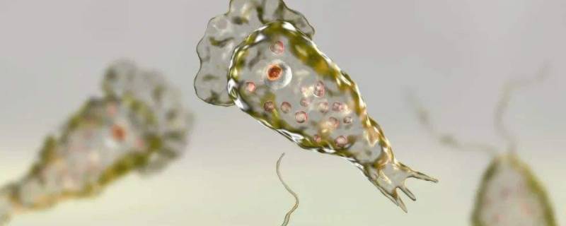 草履虫和变形虫是单细胞生物吗 变形虫是单细胞生物吗