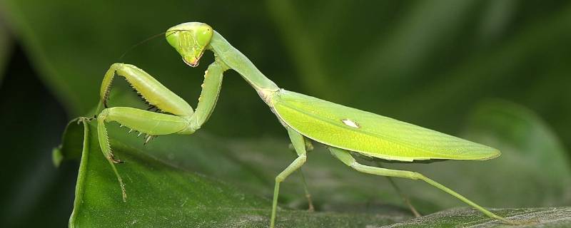 螳螂为什么有绿色和褐色（螳螂为什么有绿色和棕色）