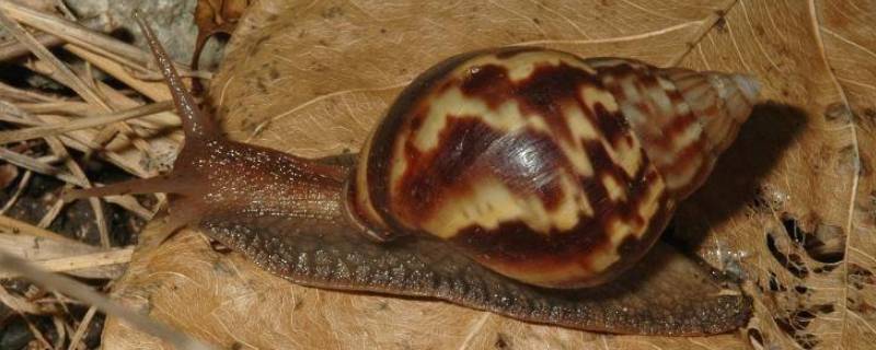 非洲大蜗牛为什么不能摸（非洲大蜗牛不能用手碰?）