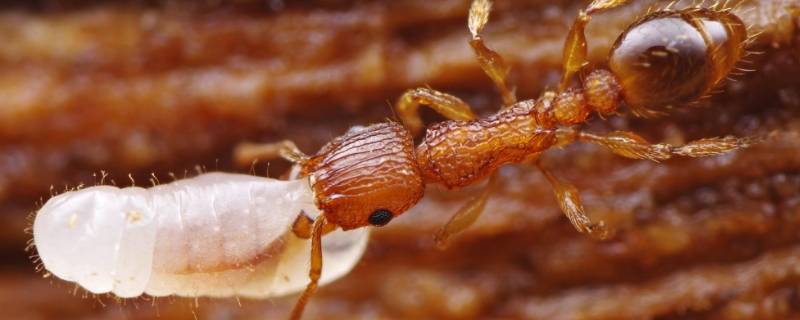 蚂蚁有多重 最大的蚂蚁有多重
