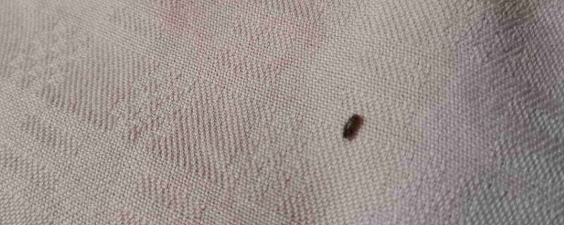 床垫上有小虫子有什么解决方法 床垫上有小虫子有什么解决方法图片