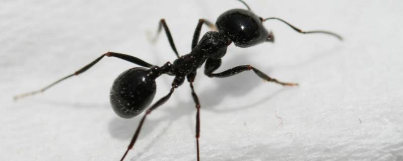 白醋加洗衣粉能杀死蚂蚁吗（白醋加洗衣粉的功效可以去除蚂蚁吗）