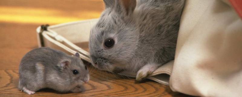 兔子和老鼠是近亲吗 老鼠和兔子有关系吗