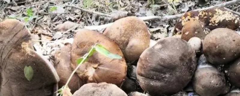 杨树下的蘑菇是什么蘑菇（杨树里的蘑菇）