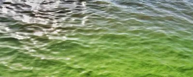 蓝藻属于真核生物还是原核生物 蓝藻属于真核生物还是原核生物?