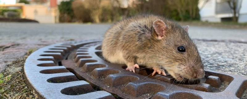 老鼠是什么科动物 老鼠属于什么科