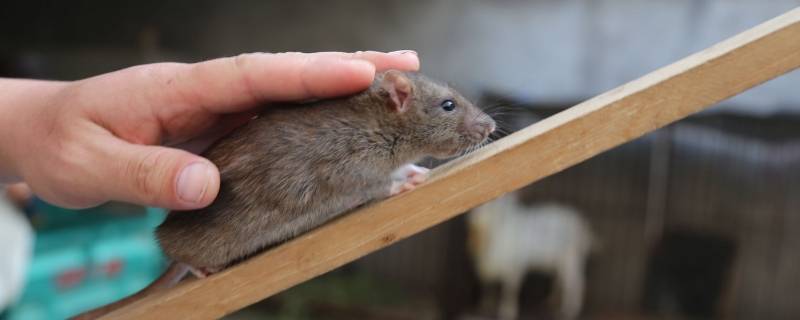老鼠寿命一般多少年（老鼠的寿命一般是多少年?）