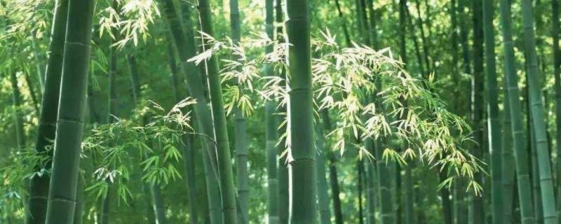 竹子有什么用处 竹子有什么用处的作文