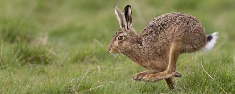 立秋后野兔在什么地方 立冬后野兔在哪栖息?
