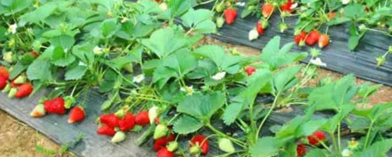 草莓是怎么传播种子的 草莓是怎么传播种子的视频