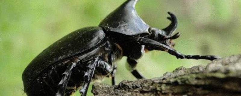 蜣螂的生殖特点 蜣螂的生活习性
