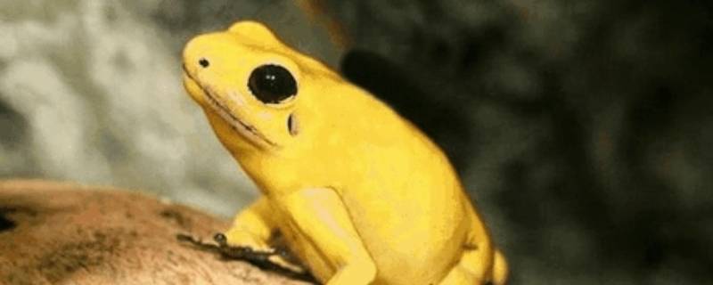 金色的青蛙是什么品种（金色的青蛙是什么品种?）