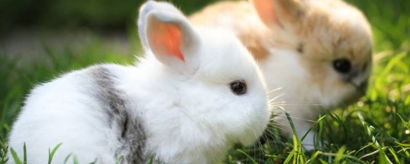 兔子的外形 兔子的外形特征怎么写