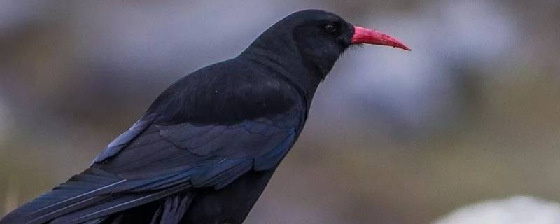 松赞林寺的黑鸟是什么 松赞林寺的鸟是什么鸟