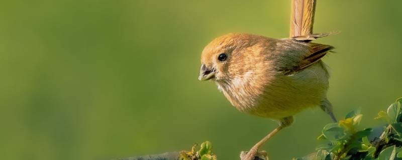 小鸟吃什么食物 幼鸟吃什么食物能活