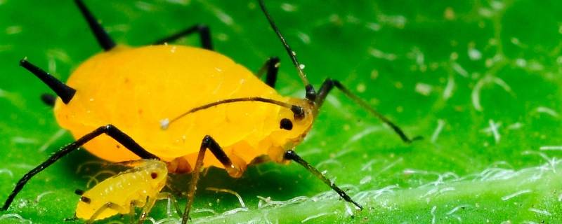 蚜虫真的是虫子吗 为什么说蚜虫是害虫?