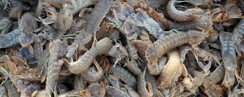 活皮皮虾怎么保存才新鲜 活皮皮虾怎么保存为最新鲜