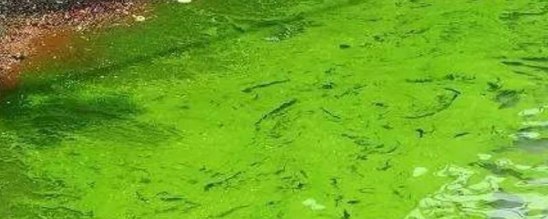 蓝藻是单细胞生物吗 蓝藻是不是多细胞生物