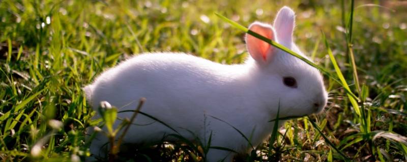 小白兔的外形特点和生活特征 小白兔的外形特点和生活特征怎么写