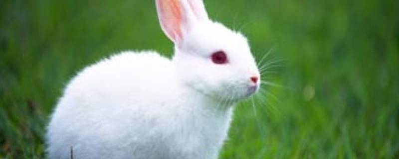 关于兔子的谜语(有趣的 关于兔子的谜语