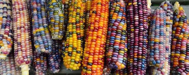 彩色玉米是怎么来的 彩色玉米是怎么来的芭芭农场