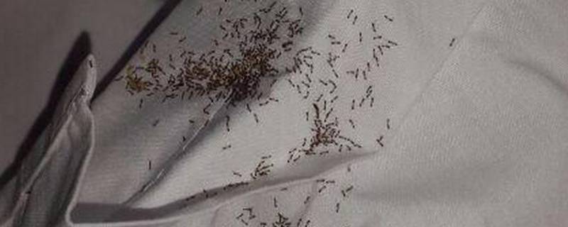 为什么床上会有蚂蚁很臭 为什么床上会有蚂蚁