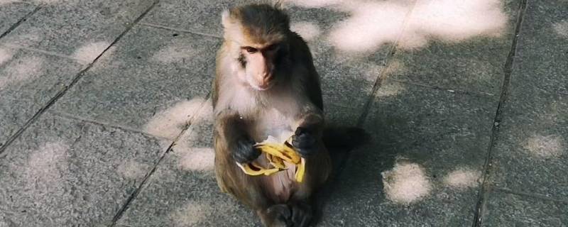 猴子吃香蕉为什么要张嘴 为什么说猴子爱吃香蕉
