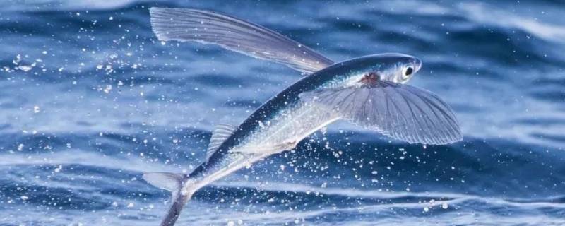 海洋中存在会不会飞的鱼 海洋中有会飞的鱼吗