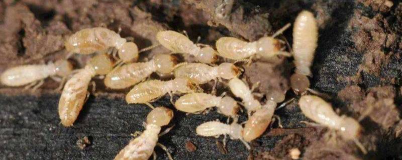五种常见的白蚁 五种常见的白蚁图片