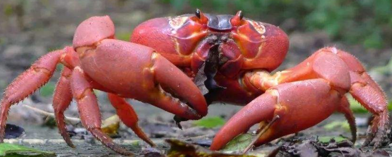 澳洲红蟹可以吃吗（红蟹能吃么）
