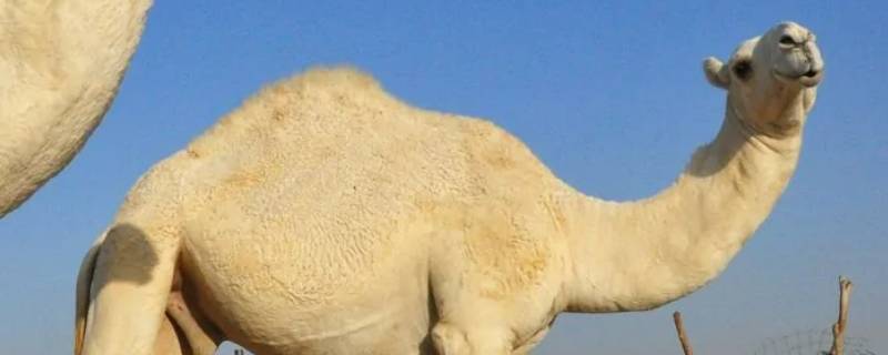 白骆驼在沙漠代表什么 沙漠中的白骆驼