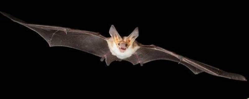 飞到屋里的蝙蝠怎么赶出去 蝙蝠飞进屋里怎么驱赶