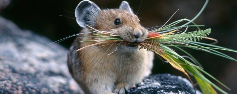 老鼠能活多久 没有食物老鼠能活多久